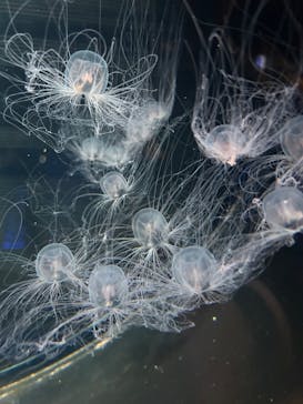 越前松島水族館に投稿された画像（2025/4/17）