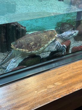 井の頭自然文化園に投稿された画像（2025/4/17）