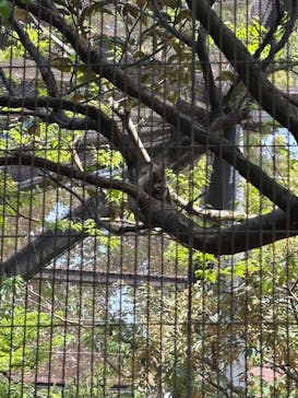 井の頭自然文化園に投稿された画像（2025/4/17）