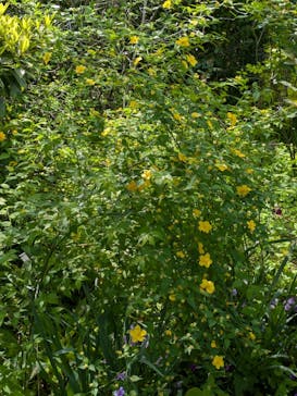 横浜イングリッシュガーデンに投稿された画像（2025/4/17）