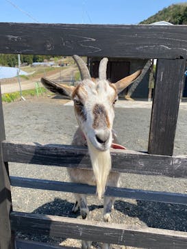 EnglishGardenローザンベリー多和田に投稿された画像（2025/4/17）