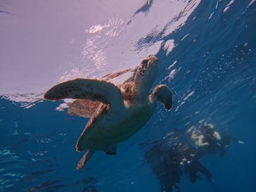 石垣島 ADVENTURE PiPi（イシガキジマアドベンチャーピピ）に投稿された画像（2025/4/17）