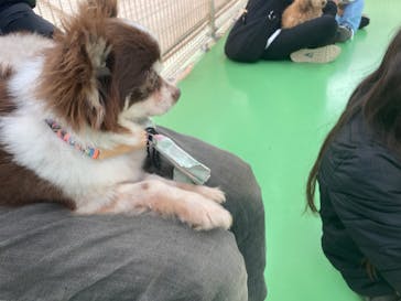 つくばわんわんランドに投稿された画像（2025/4/17）