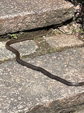 長崎バイオパークに投稿された画像（2025/4/17）