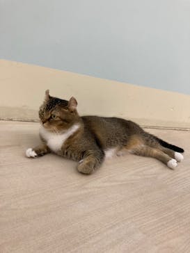 Cat Café MOFF 水戸オーパ店に投稿された画像（2025/4/17）