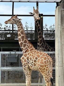 霞ケ浦 どうぶつとみんなのいえに投稿された画像（2025/4/17）