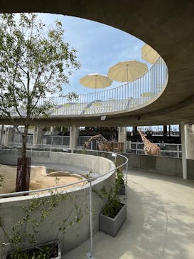 霞ケ浦 どうぶつとみんなのいえに投稿された画像（2025/4/17）