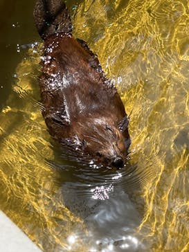 霞ケ浦 どうぶつとみんなのいえに投稿された画像（2025/4/17）