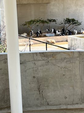 霞ケ浦 どうぶつとみんなのいえに投稿された画像（2025/4/17）