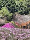 富士芝桜まつり(富士本栖湖リゾート)に投稿された画像（2025/4/17）