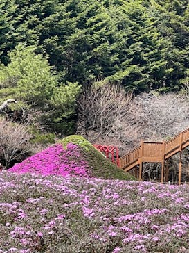 富士芝桜まつり(富士本栖湖リゾート)に投稿された画像（2025/4/17）