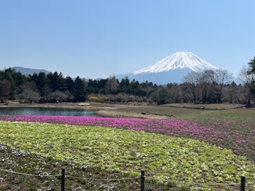 富士芝桜まつり(富士本栖湖リゾート)に投稿された画像（2025/4/17）