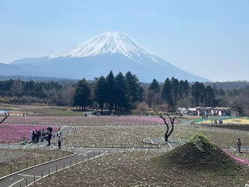 富士芝桜まつり(富士本栖湖リゾート)に投稿された画像（2025/4/17）