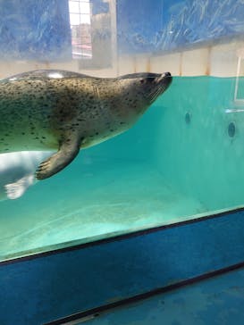 下田海中水族館に投稿された画像（2025/4/17）