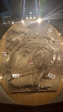 福井県立恐竜博物館に投稿された画像（2025/4/17）