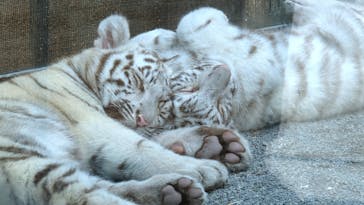 東武動物公園に投稿された画像（2025/4/17）