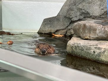 NIFREL（ニフレル）に投稿された画像（2025/4/17）