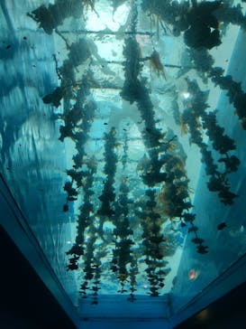 仙台うみの杜水族館に投稿された画像（2025/4/17）