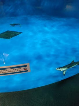 仙台うみの杜水族館に投稿された画像（2025/4/17）