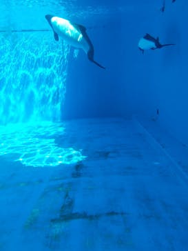 仙台うみの杜水族館に投稿された画像（2025/4/17）