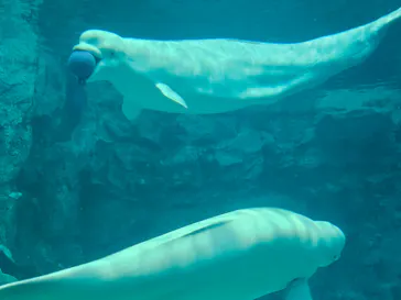 名古屋港水族館に投稿された画像（2025/4/17）