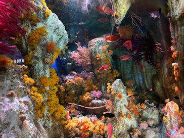 サンシャイン水族館に投稿された画像（2025/4/17）