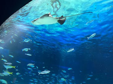 サンシャイン水族館に投稿された画像（2025/4/17）