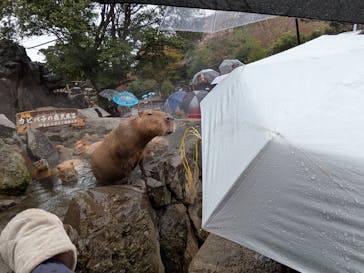 伊豆シャボテン動物公園に投稿された画像（2025/4/17）