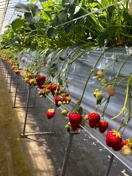 Strawberry Farm シャインベリーに投稿された画像（2025/4/17）