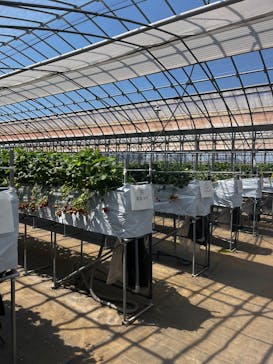 Strawberry Farm シャインベリーに投稿された画像（2025/4/17）