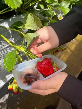 Strawberry Farm シャインベリーに投稿された画像（2025/4/17）