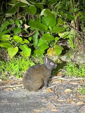 奄美ナイトガイドサービスに投稿された画像（2025/4/18）