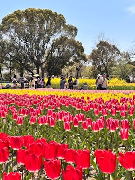 万博記念公園に投稿された画像（2025/4/18）