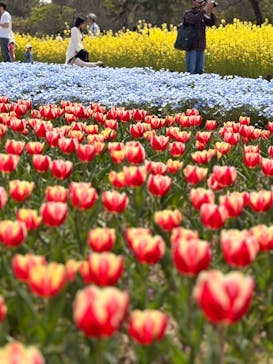 万博記念公園に投稿された画像（2025/4/18）