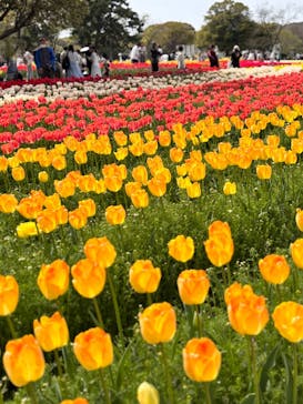 万博記念公園に投稿された画像（2025/4/18）