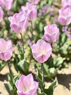 万博記念公園に投稿された画像（2025/4/18）