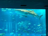沖縄美ら海水族館に投稿された画像（2025/4/18）