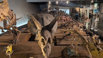 福井県立恐竜博物館に投稿された画像（2025/4/18）