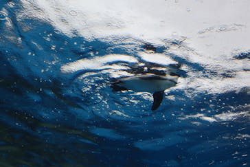 サンシャイン水族館に投稿された画像（2025/4/18）