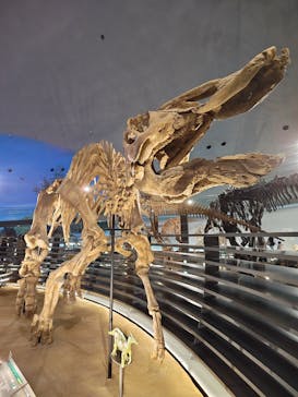 福井県立恐竜博物館に投稿された画像（2025/4/18）