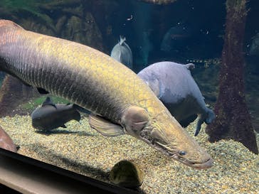 世界淡水魚園水族館　アクア・トトぎふに投稿された画像（2025/4/18）