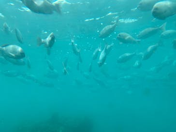串本海中公園水族館に投稿された画像（2025/4/18）