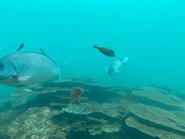 串本海中公園水族館に投稿された画像（2025/4/18）