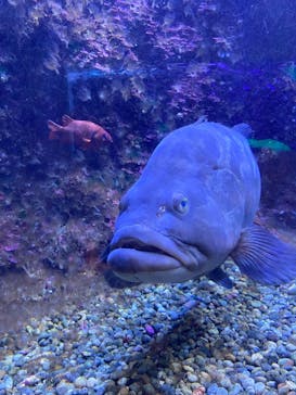 串本海中公園水族館に投稿された画像（2025/4/18）