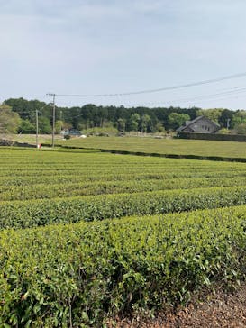 有限会社ヤマタカ櫻井製茶に投稿された画像（2025/4/18）