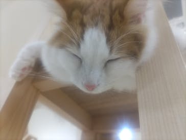 Cat Café MOFF 枚方モール店に投稿された画像（2025/4/18）