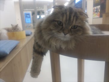 Cat Café MOFF 枚方モール店に投稿された画像（2025/4/18）