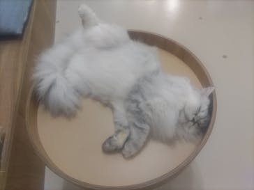 Cat Café MOFF 枚方モール店に投稿された画像（2025/4/18）