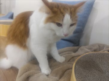 Cat Café MOFF 枚方モール店に投稿された画像（2025/4/18）