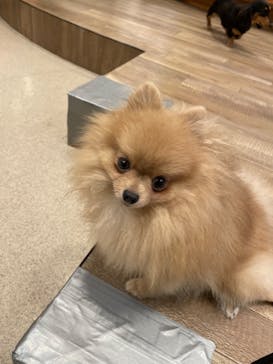 いぬカフェRio イオンモール福岡店に投稿された画像（2025/4/18）